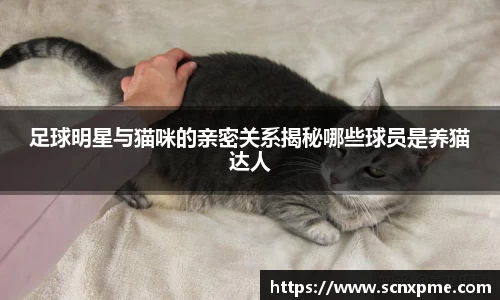 足球明星与猫咪的亲密关系揭秘哪些球员是养猫达人