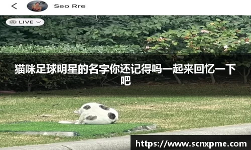 猫咪足球明星的名字你还记得吗一起来回忆一下吧